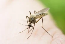 Regjistrohet viktima e katërt nga ethet e Nilit Perëndimor, pacienti për 27 ditë është mjekuar në Klinikën Infektive në Shkup