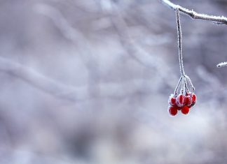 Valë polare me temperatura të ulta së shpejti në Maqedoninë e Veriut dhe Ballkan